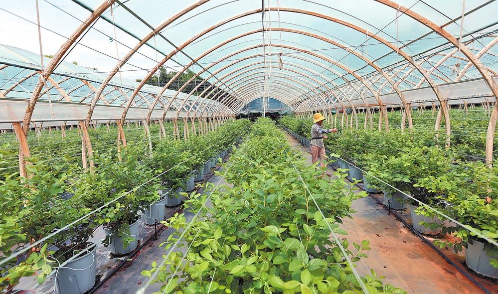 江蘇鹽城藍莓智慧種植園