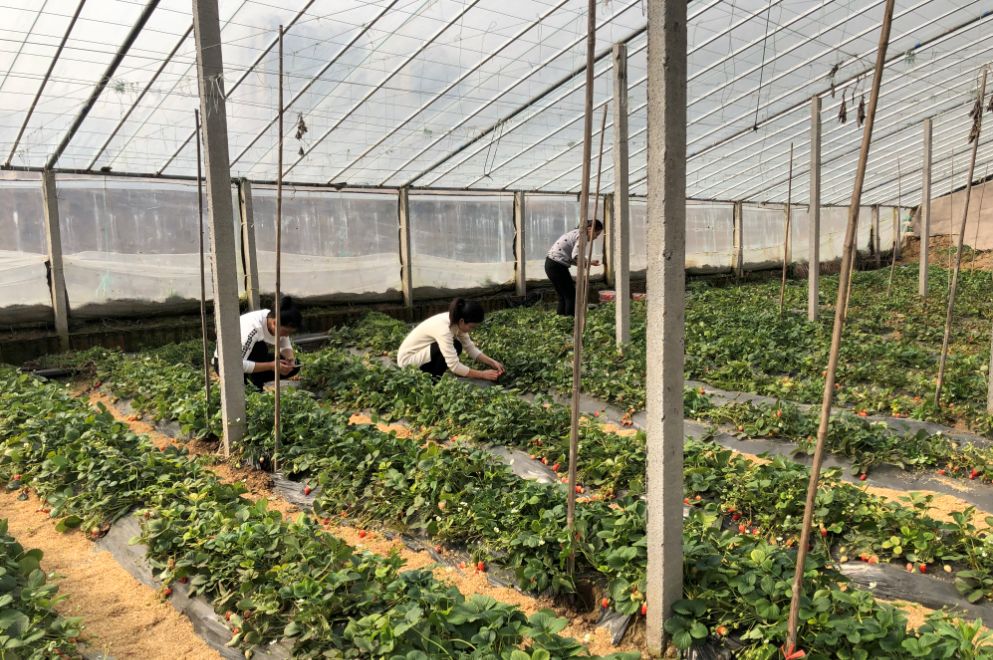 環球軟件開展慶“三八”婦女節草莓采摘活動